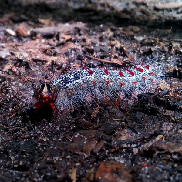 Caterpillar model. Who knows who it is? - My, Walk, Insects, The photo, Caterpillar