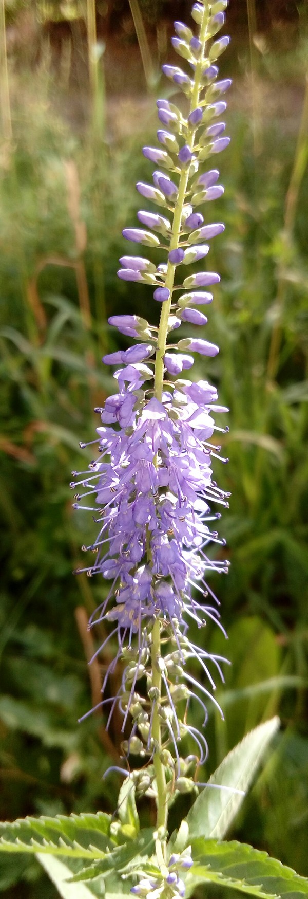 Higher and higher and higher! - My, Flowers, Longpost, Summer