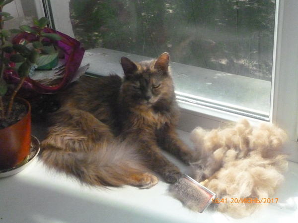 Удаление когтей, экзекуция ? последствия? | Пикабу