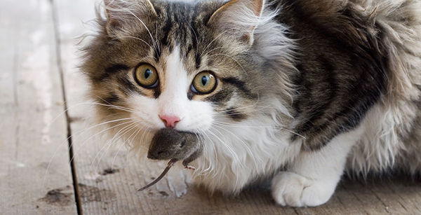 Why do cats bring captured mice to their owners? - Mouse, cat, Longpost