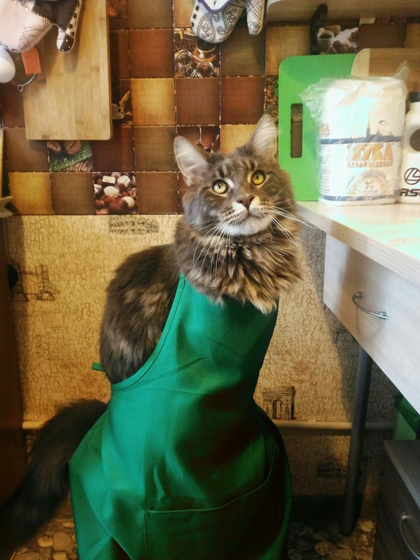 Master chef meow! - My, cat, Catomafia, Yenisei, , Maine Coon