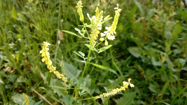 sweet clover - My, , Scent