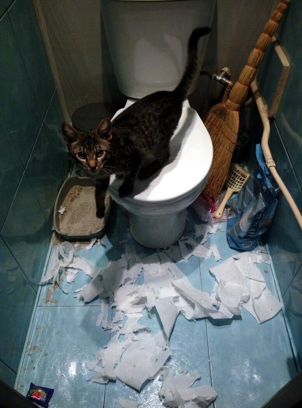 No, did you see it? - My, cat, Toilet, Prank, Paper, Hooliganism, My, Mess