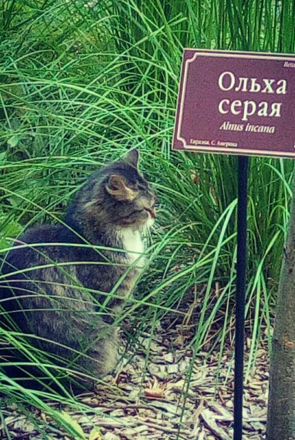 Немного по-другому я себе ольху представляла