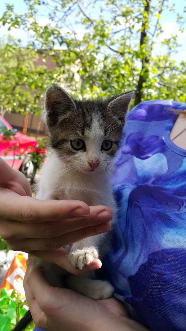 Счастье в ваш дом! - Моё, Кот, Котенок даром, Бесплатно, В добрые руки, На счастье, Счастье, Длиннопост, Москва