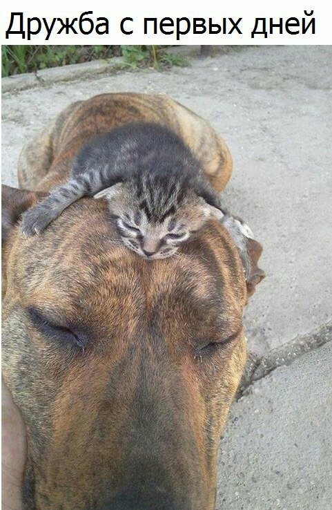 Milota - cat, Dog