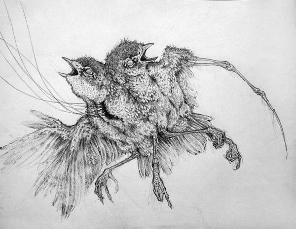 Sparrow - Radiation, Birds, Mutant, Two heads, Drawing, Art