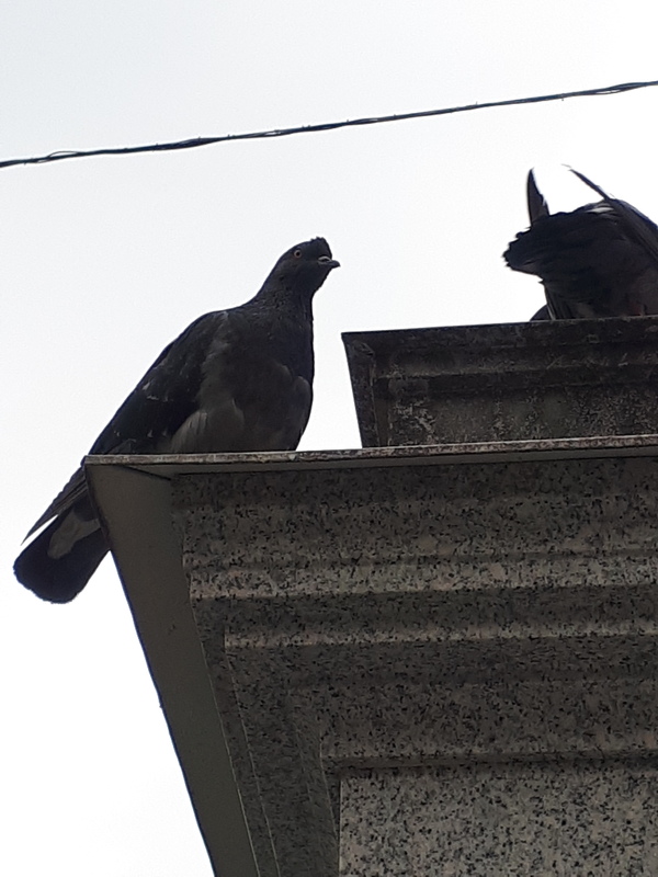 This is a dove. - The photo, Pigeon, Birds