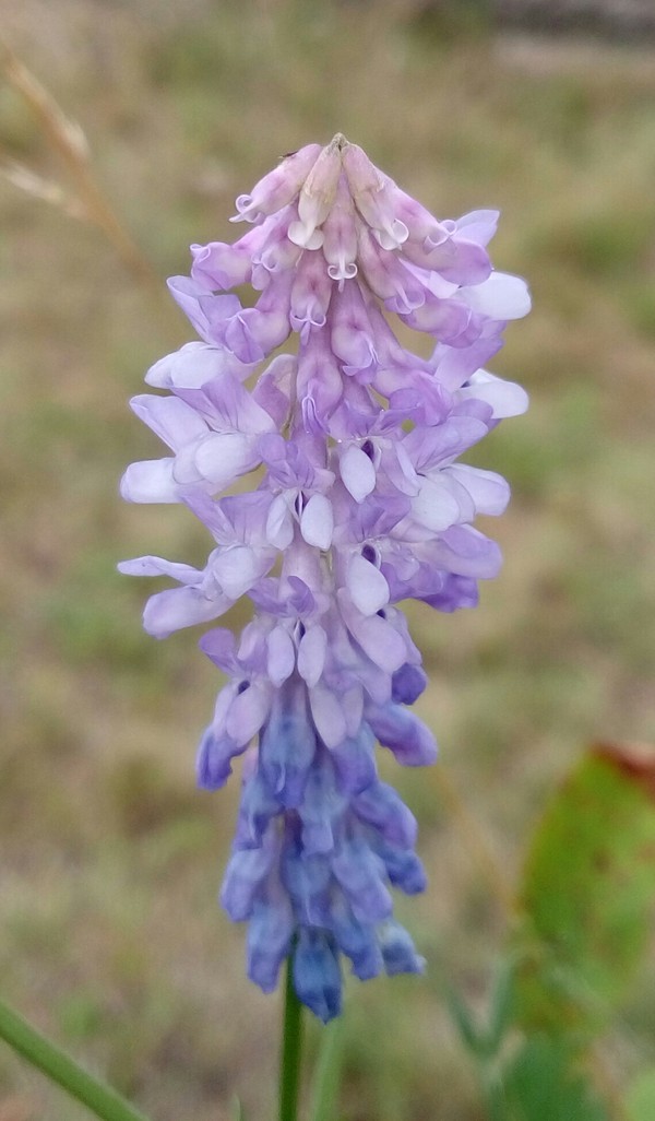 Teremok - Summer, My, Flowers