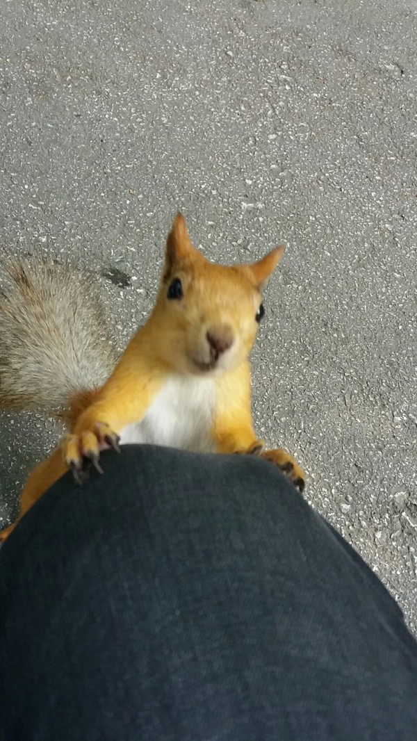Do you have any nuts? And if I find it? - The park, Impudence, Squirrel, My