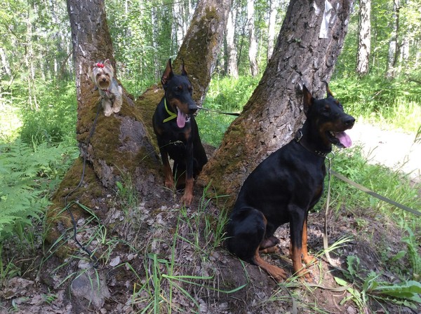 Dog Traking - My, Hike, Dogs and people, Dog, Doberman, Yorkshire Terrier, Tourism, , Hiking, Longpost
