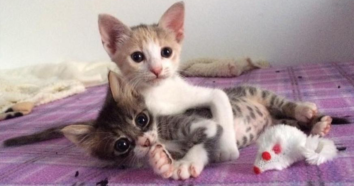 Сестренка кошка. Котики сестрички. 2 Маленьких котенка. Сёстры котики. Кошки маленькие котята сестрички.