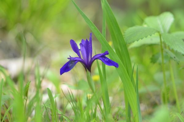 Flower - My, Nikon d5100, Tahir-3