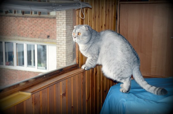 Cat Fedik worries about the weather - Weather, Horror, Homemade, The photo, Balcony, cat, 