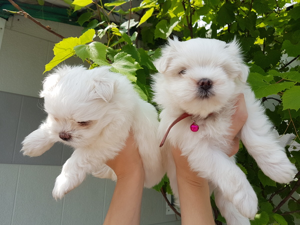 Maltese puppies: Nika and Lika - Good, Maltese lapdog, Puppies, Kindness, My, White