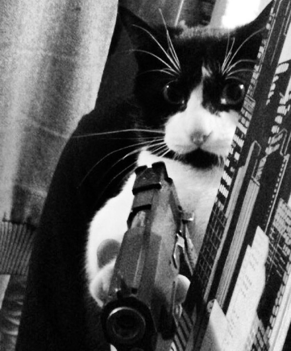 Whiskas and suckers on a stick, hurry up, Iopta - Attack, Теория заговора, Bandits, Weapon, cat, Homemade, The photo, Pistols