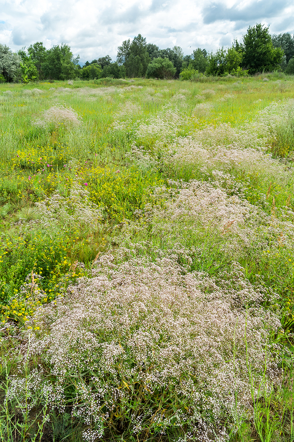 Herbs - My, The photo, Meadow, Flowers, , Landscape, Summer, Grass