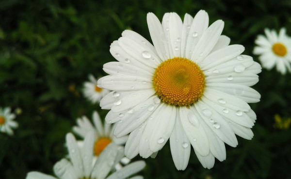 To all nivyanikov - My, Flowers, Dew, Summer, The photo, Chamomile