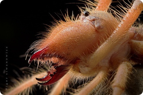 Solpuga - Arachnids, Biting, Creatures, Brrrr, Arachnophobia, Longpost