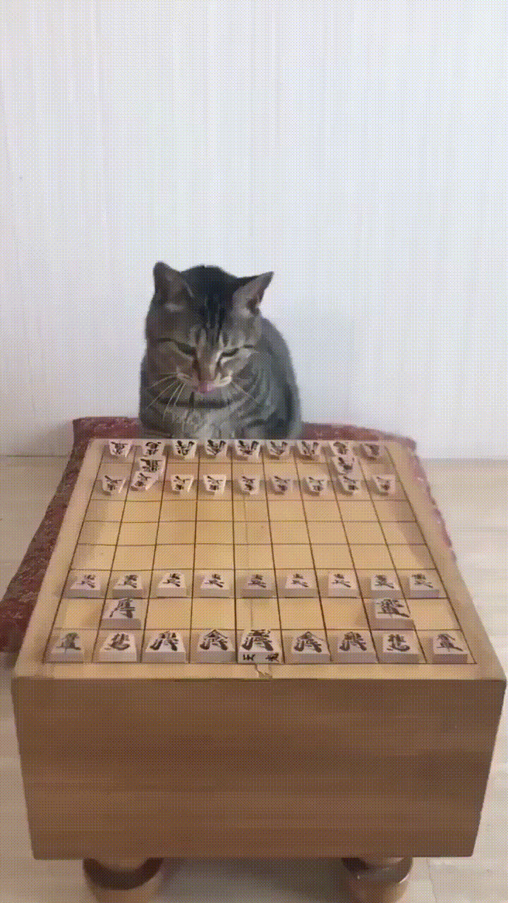 Your move, grandmaster. - cat, Board games, Animals, GIF, Post #10225154