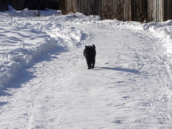 ������ ���� �����