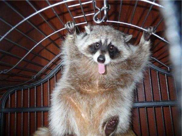 I know they love raccoons here - Not mine, From the network, Raccoon, A selection, Longpost