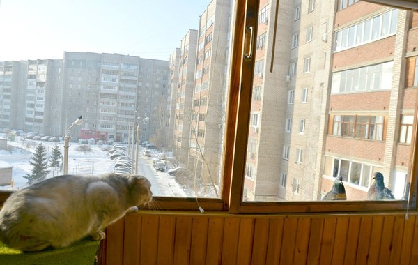 Cat Fedik in ambush - Hunting, Pigeon, Breakfast, Balcony, cat, , Homemade, The photo