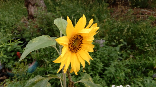 Small sunny - Sunflower, Joy, My