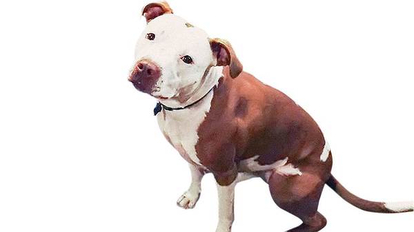 The dog became the mayor - Dog, USA, Pitbull, Election campaign, Animals, Power