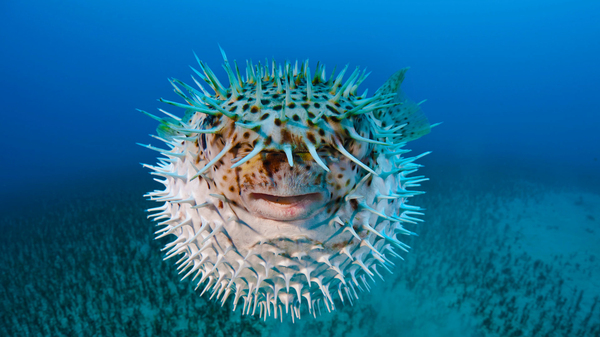 However, Hello! - The photo, Nature, Animals, , Smile, Hedgehog fish