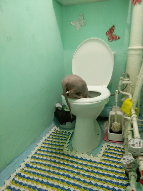 I go sleepy in the morning to the toilet, and there .... - My, cat, Toilet, My, Drinks, Longpost