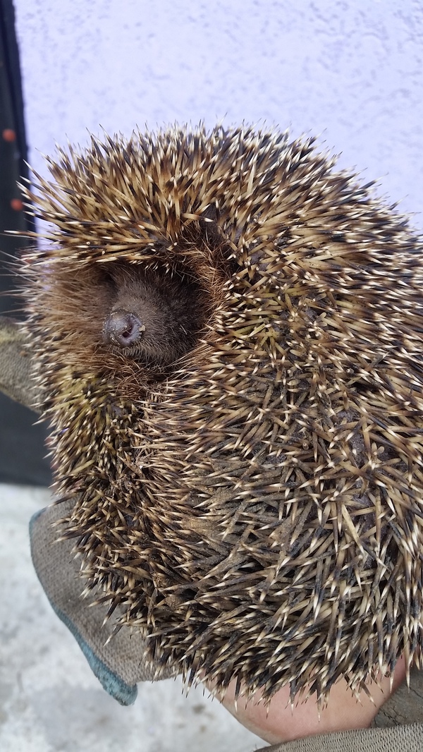 The hedgehog came to visit. - My, Hedgehog, Guests, , Longpost