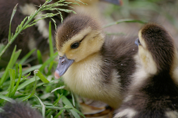 Summer residents take care of orphaned ducklings - Kindness, Summer residents, Ducklings, Help