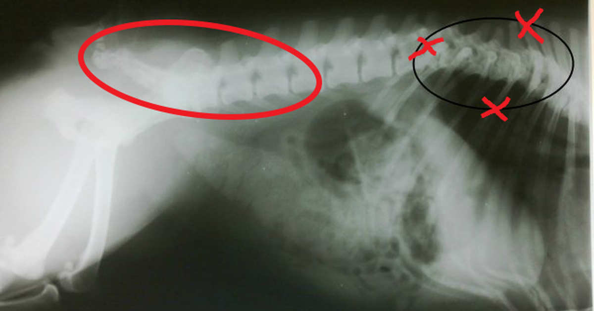 Спондилез у собак. Спондилез у собак рентген. Кифоз позвоночника у кошек. Дископатия позвоночника у собак. Остеосаркома у собак рентген.