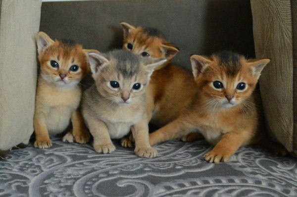 Here are pictures of kittens to cheer you up - My, cat, Kittens, Abyssinian cat, The photo, My, Handsome men, Longpost
