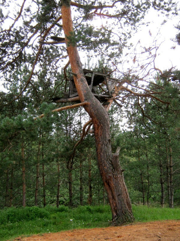 When the trees were big - My, Childhood, Hut, Longpost, Dacha, Neighbours, Story, Childhood memories