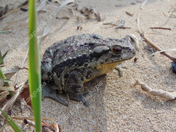 Queen toad - Toad, Pets' corner