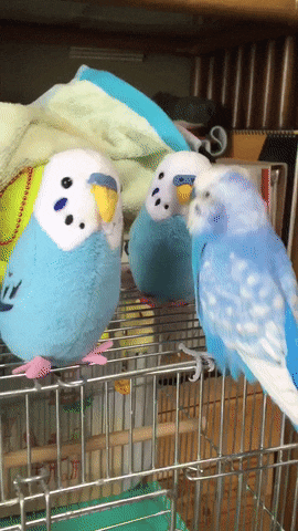 Some of them are not sociable)) - GIF, A parrot, Company, Fun, Milota