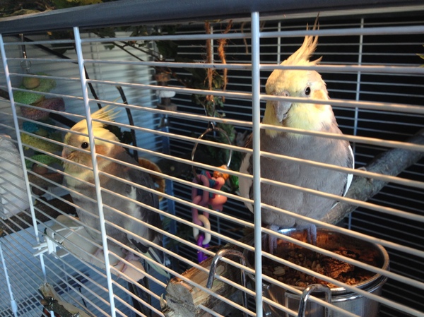 A pair of cockatiels is looking for a home (Minsk) - My, In good hands, A parrot, Minsk