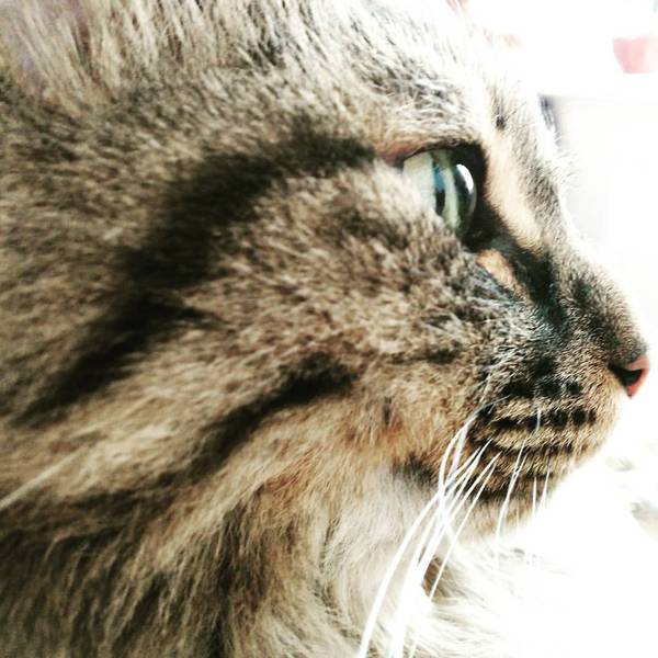 ������� �����