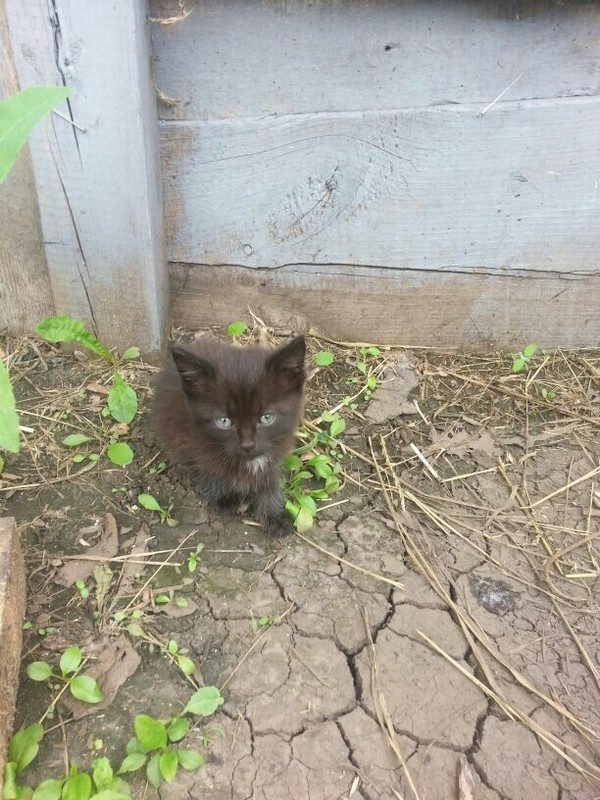 Kittens) Someone left a cat with kittens in my dacha, now they live with me, in winter I don’t know what to do ... - Cats and kittens, Kittens, Longpost, cat, The photo