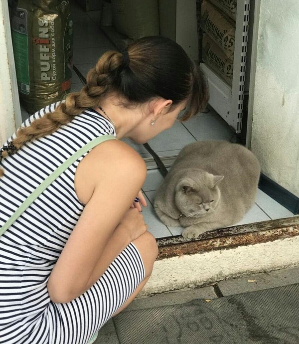 Security guard in the Rostov store - cat, Fat Cat, Rostov-on-Don, Longpost