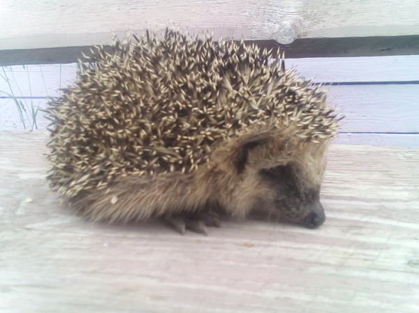 Hedgehog in the fog. - My, Hedgehog, Kindness, Nature, Village, Animals, Care, Longpost