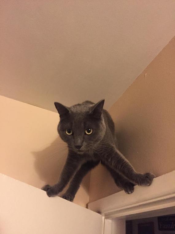 Acrobat cat - cat, Acrobat, Acrobatics