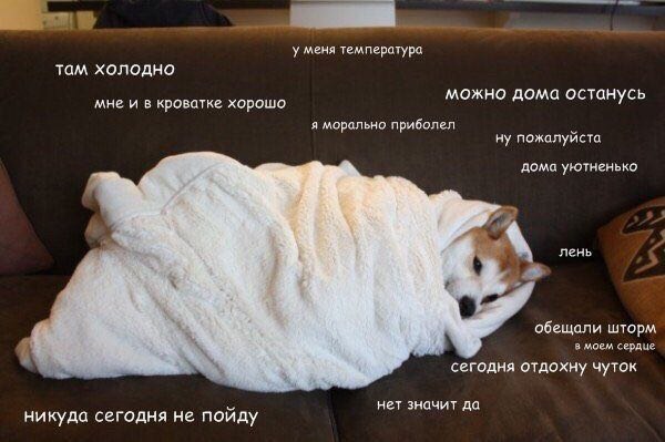 Doggy - not hot to go anywhere - Dog, Milota, Laziness