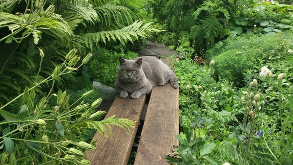 Cat in the Tyumen jungle. - My, Cat found a home, Nature, Walk, Jungle, cat, Longpost