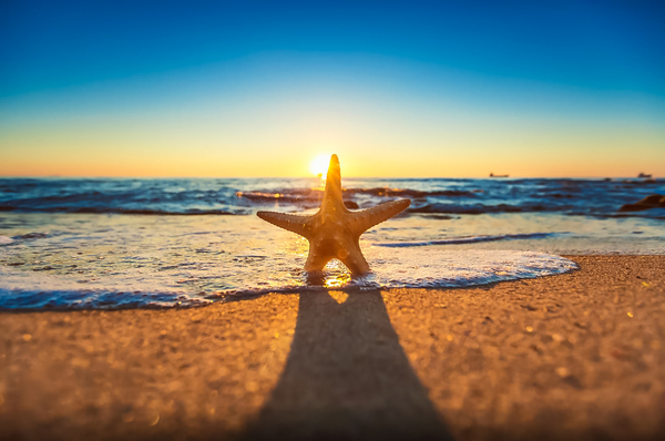 The sea is calling! - The photo, Sea, Ocean, Summer, Starfish, All good