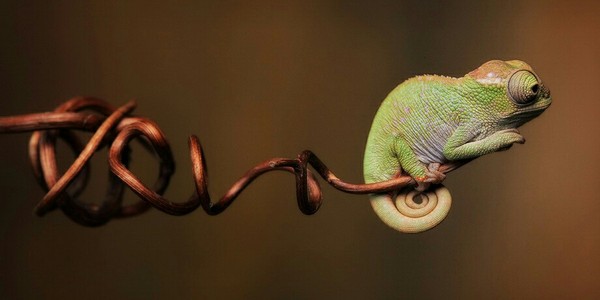 Loneliness - Chameleon, Loneliness, The photo, Macro, Macro photography