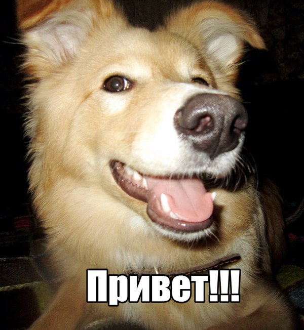 Hey) - My, Pets, Dog, Hey, Milota, Funny animals