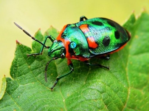 The most beautiful beetles - Жуки, Insects, Nature, beauty of nature, Longpost